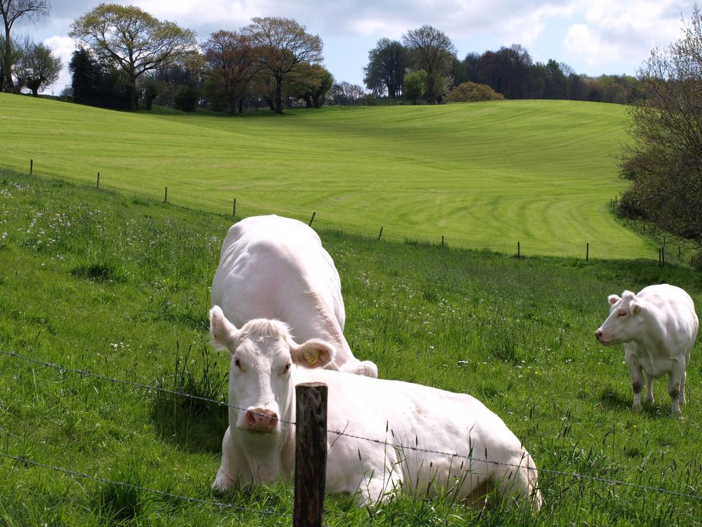 Buitenplaats De Mechelerhof Mechelen Exteriör bild